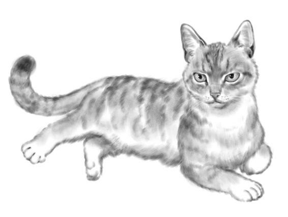 Pets In Space 9 Ten Original Science Fiction Romances Rj Blain Honey Phillips Carol Van Natta Kenzie Kelly Sj Pajonas Demelza Carlton Greta Van Der Rol Eg Manetti Evelyn Lederman Leslie Chase