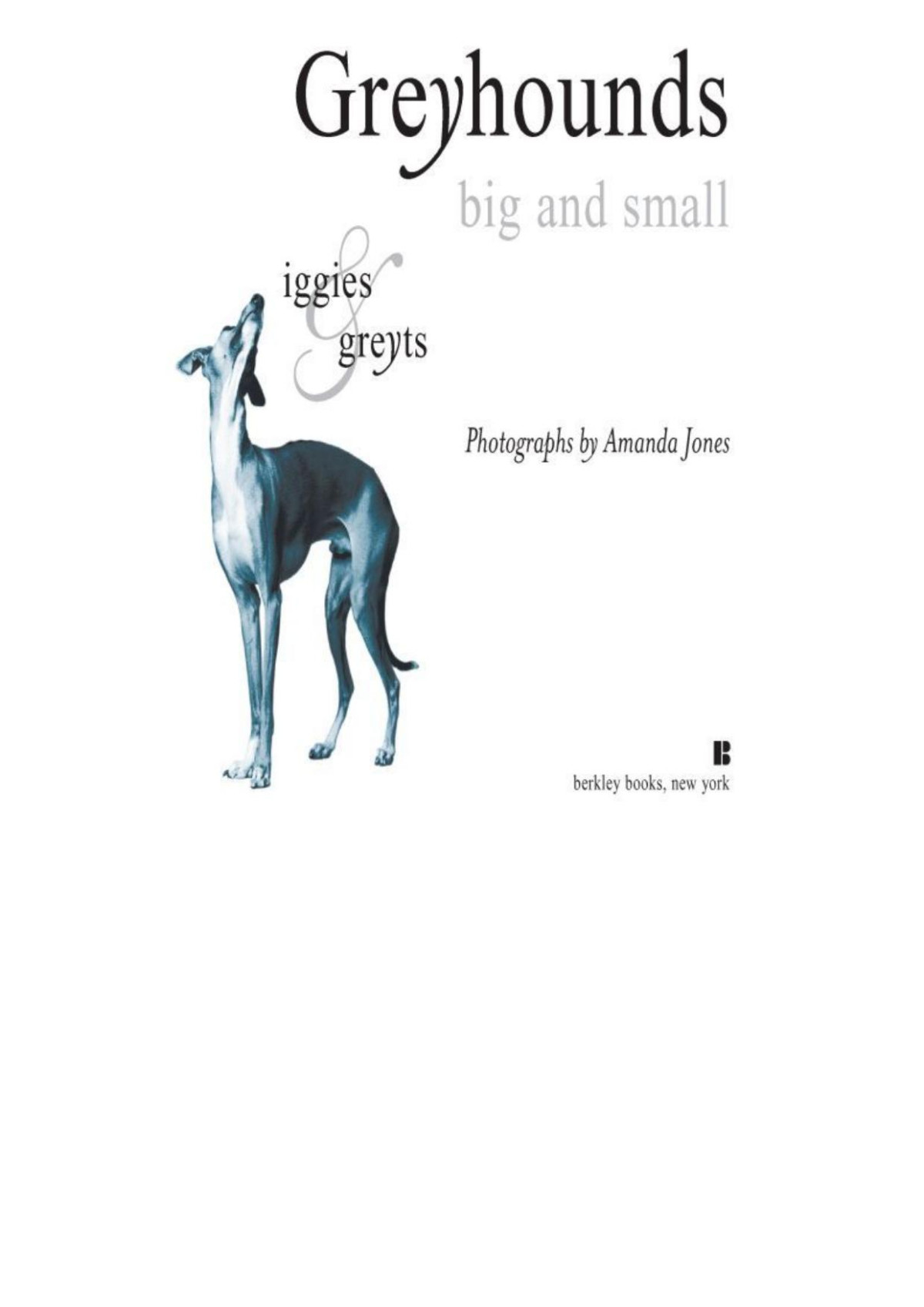 Greyhounds Big And Small Amanda Jones