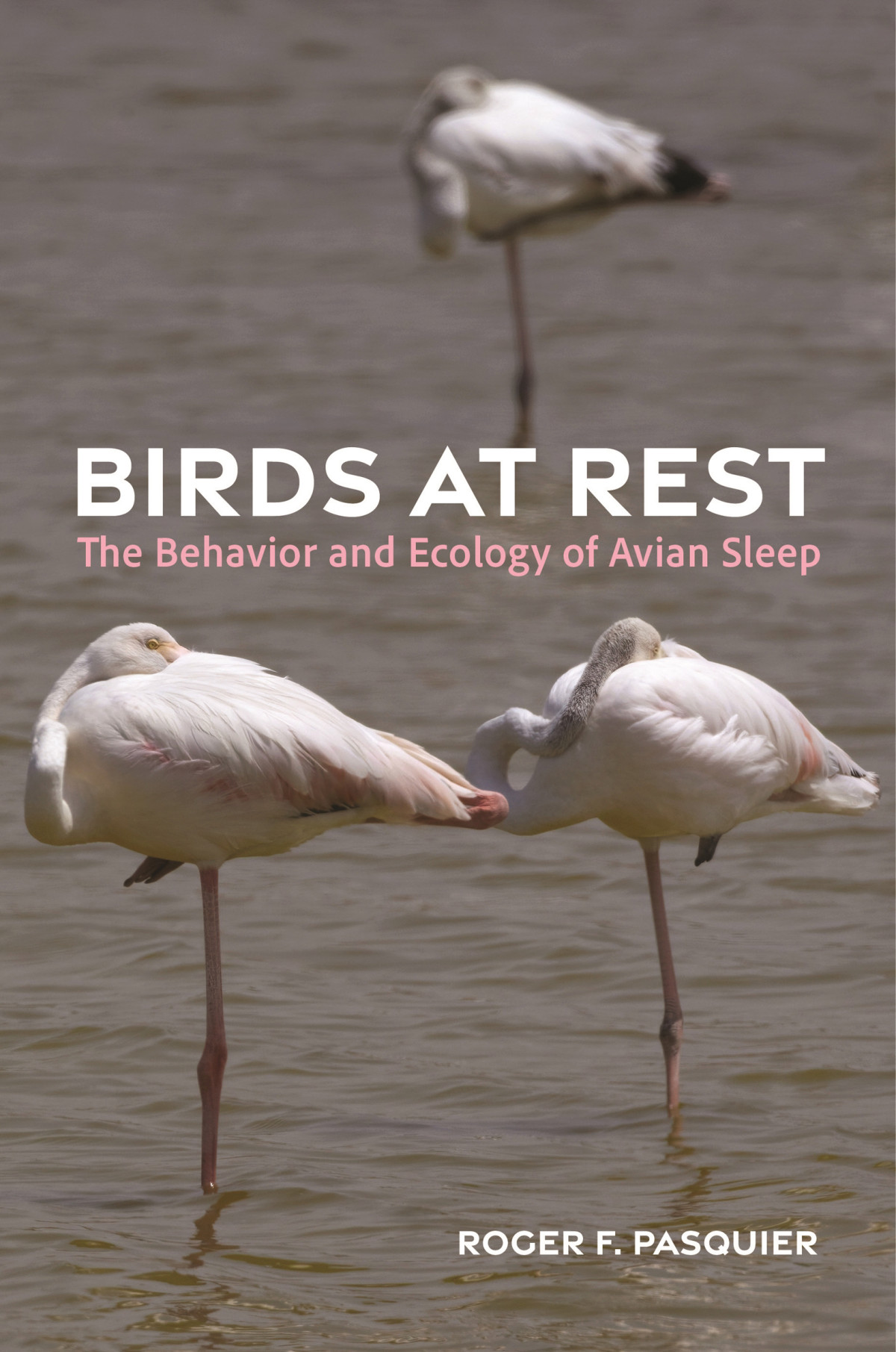 Birds At Rest The Behavior And Ecology Of Avian Sleep Roger Pasquier