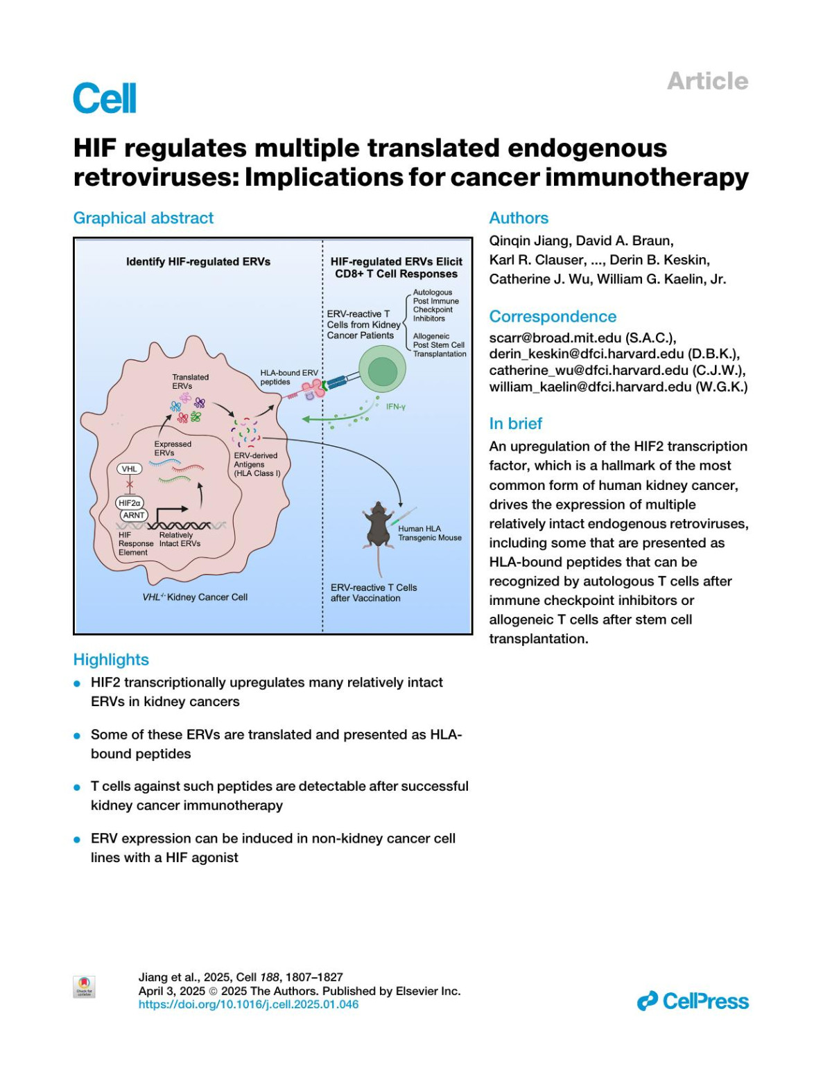 Hif Regulates Multiple Translated Endogenous Retroviruses Implications For Cancer Immunotherapy Qinqin Jiang David A Braun Karl R Clauser Vijyendra Ramesh Nitin H Shirole Joseph E Dukecohan Nancy Nabilsi Nicholas J Kramer Cleo Forman Isabelle E Lippincott Susan Klaeger Kshiti M Phulphagar Vipheaviny Chea Nawoo