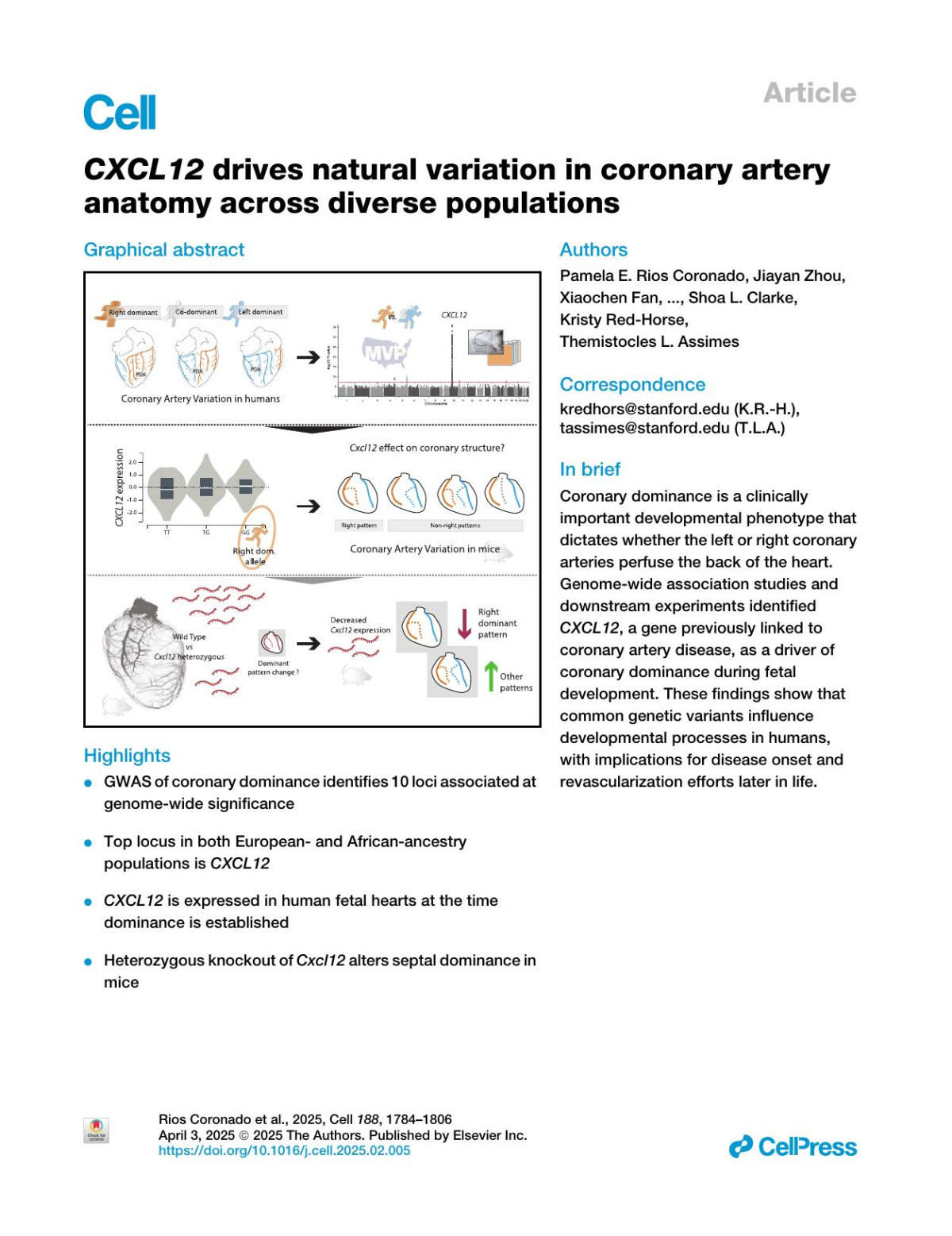 Cxcl12 Drives Natural Variation In Coronary Artery Anatomy Across Diverse Populations Pamela E Rios Coronado Jiayan Zhou Xiaochen Fan Daniela Zanetti Jeffrey A Naftaly Pratima Prabala Azalia M Martínez Jaimes Elie N Farah Soumya Kundu Salil S Deshpande Ivy Evergreen Pik Fang Kho Qixuan Ma Austin T