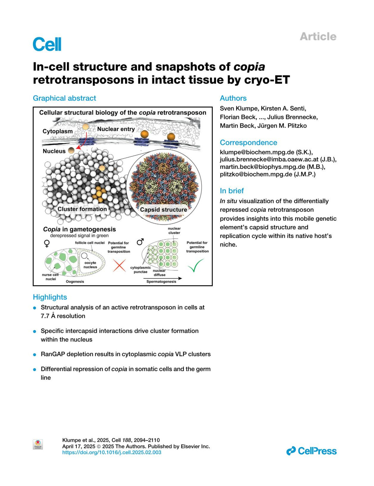 Incell Structure And Snapshots Of Copia Retrotransposons In Intact Tissue By Cryoet Sven Klumpe Kirsten A Senti Florian Beck Jenny Sachweh Bernhard Hampoelz Paolo Ronchi Viola Oorschot Marlene Brandstetter Assa Yeroslaviz John Ag Briggs Julius Brennecke Martin Beck Jürgen M Plitzko