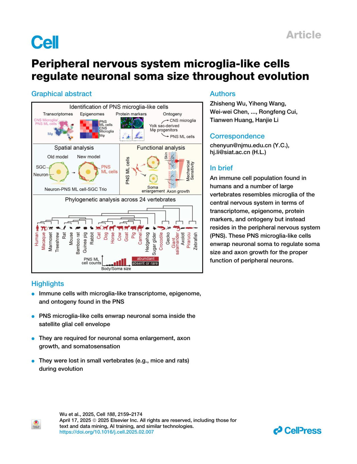 Peripheral Nervous System Microglialike Cells Regulate Neuronal Soma Size Throughout Evolution Zhisheng Wu Yiheng Wang Weiwei Chen Hua Sun Xiaoyan Chen Xiaobo Li Zeshuai Wang Weizheng Liang Shuangyin Wang Xuemei Luan Yijiang Li Shangjin Huang Yuteng Liang Jiaqi Zhang Zhoufeng Chen Guanlin Wang Yun Gao Yanan