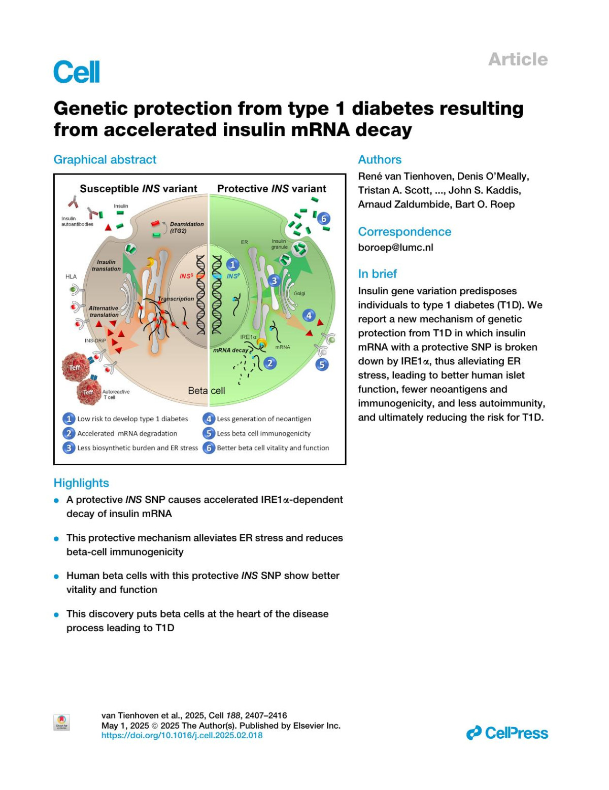 Genetic Protection From Type 1 Diabetes Resulting From Accelerated Insulin Mrna Decay René Van Tienhoven Denis Omeally Tristan A Scott Kevin V Morris John C Williams John S Kaddis Arnaud Zaldumbide Bart O Roep
