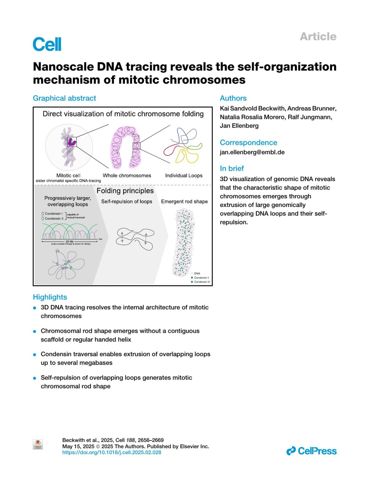 Nanoscale Dna Tracing Reveals The Selforganization Mechanism Of Mitotic Chromosomes Kai Sandvold Beckwith Andreas Brunner Natalia Rosalia Morero Ralf Jungmann Jan Ellenberg