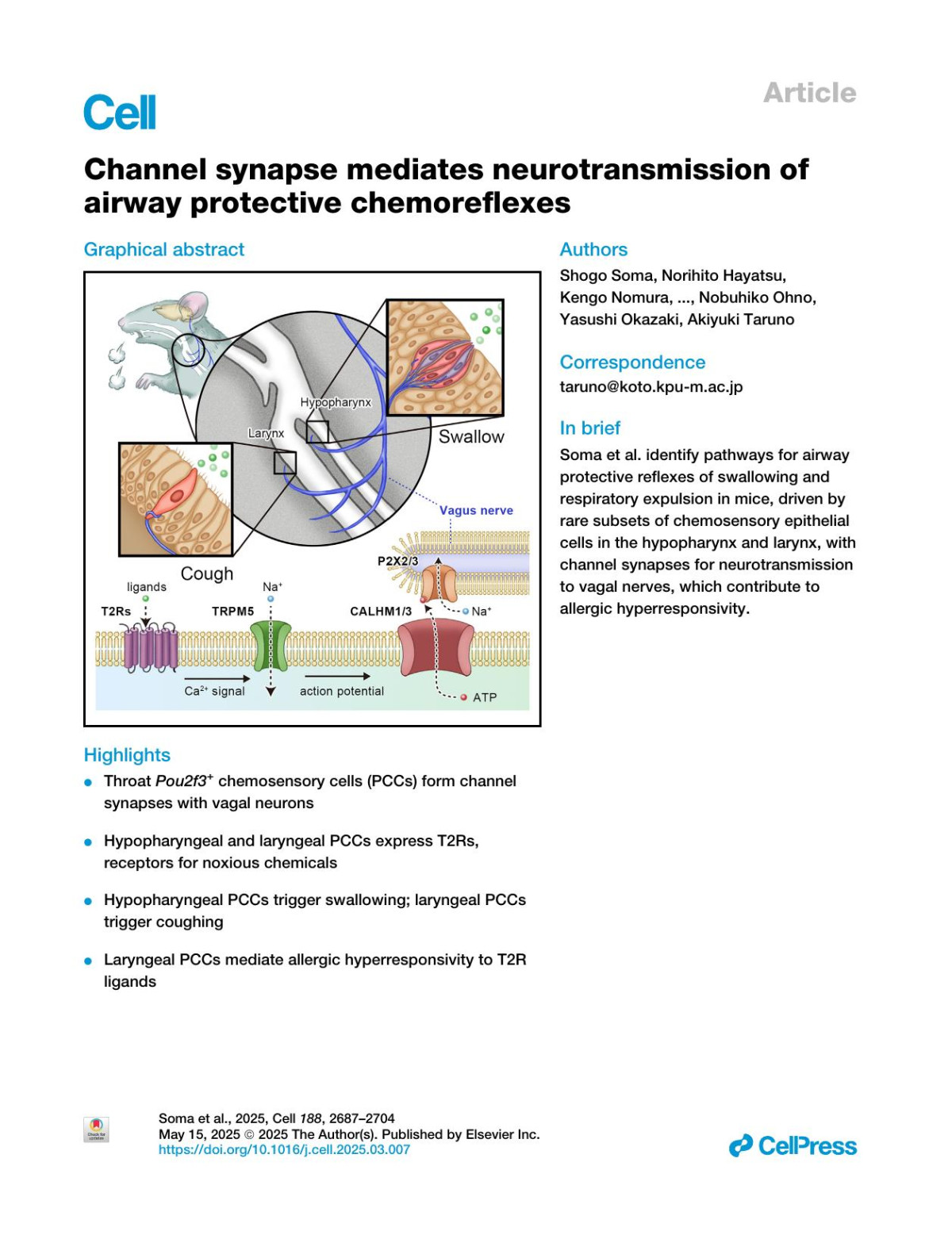 Channel Synapse Mediates Neurotransmission Of Airway Protective Chemoreflexes Shogo Soma Norihito Hayatsu Kengo Nomura Mark W Sherwood Tatsuro Murakami Yoichiro Sugiyama Naofumi Suematsu Takanori Aoki Yu Yamada Moe Asayama Mami Kaneko Kento Ohbayashi Misa Arizono Masato Ohtsuka Shun Hamada Ichiro