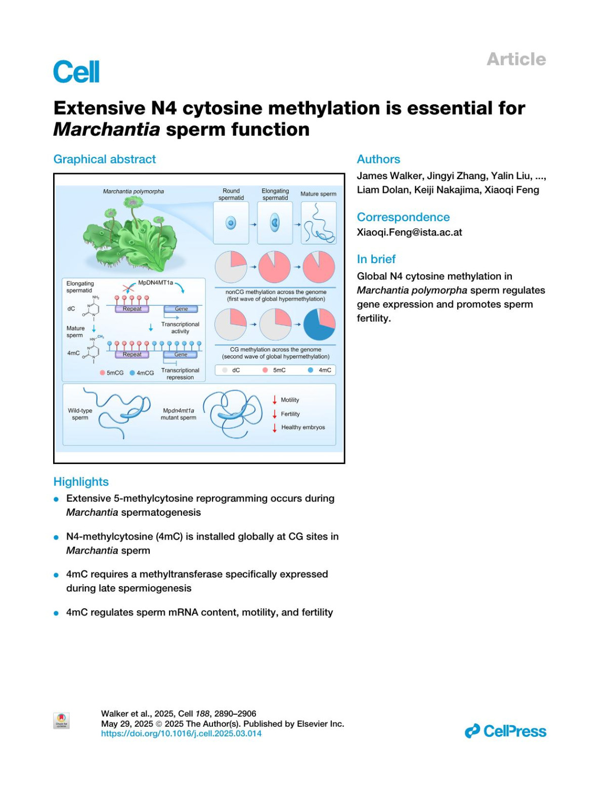 Extensive N4 Cytosine Methylation Is Essential For Marchantia Sperm Function James Walker Jingyi Zhang Yalin Liu Shujuan Xu Yiming Yu Martin Vickers Weizhi Ouyang Judit Tálas Liam Dolan Keiji Nakajima Xiaoqi Feng