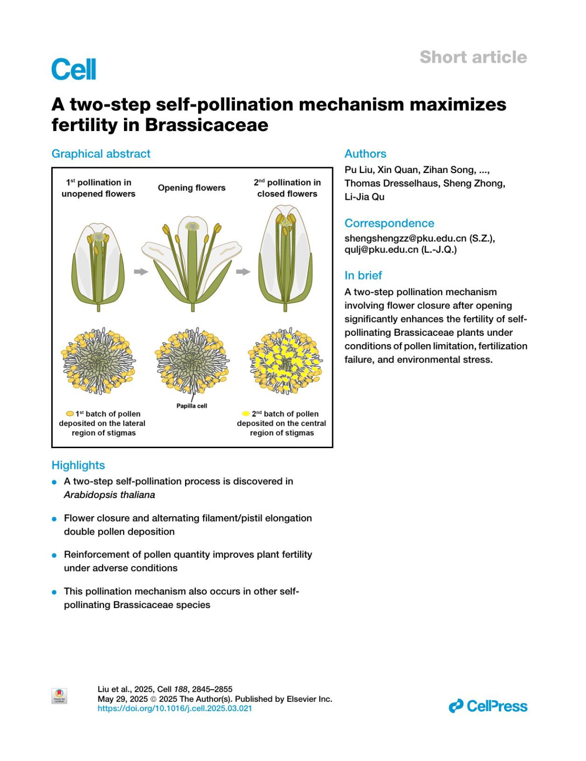 A Twostep Selfpollination Mechanism Maximizes Fertility In Brassicaceae Pu Liu Xin Quan Zihan Song Wenhao Li Yuan Wang Hongya Gu Daoxin Xie Weicai Yang Thomas Dresselhaus Sheng Zhong Lijia Qu