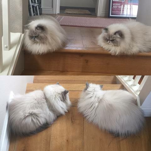 Dream Bites Cookbook Cooking With The Commandos Kristen Ashley Suzanne M Johnson