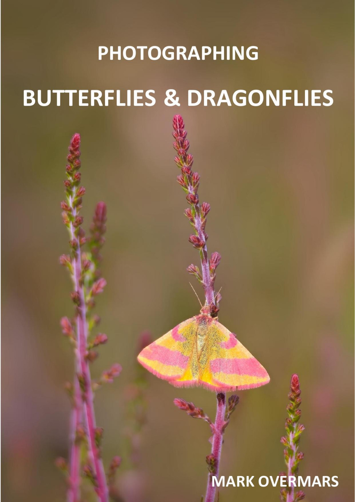 Photographing Butterflies And Dragonflies Mark Overmars