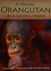 A Young Orangutan In A Loving Home Neago Francine Kerr Esther
