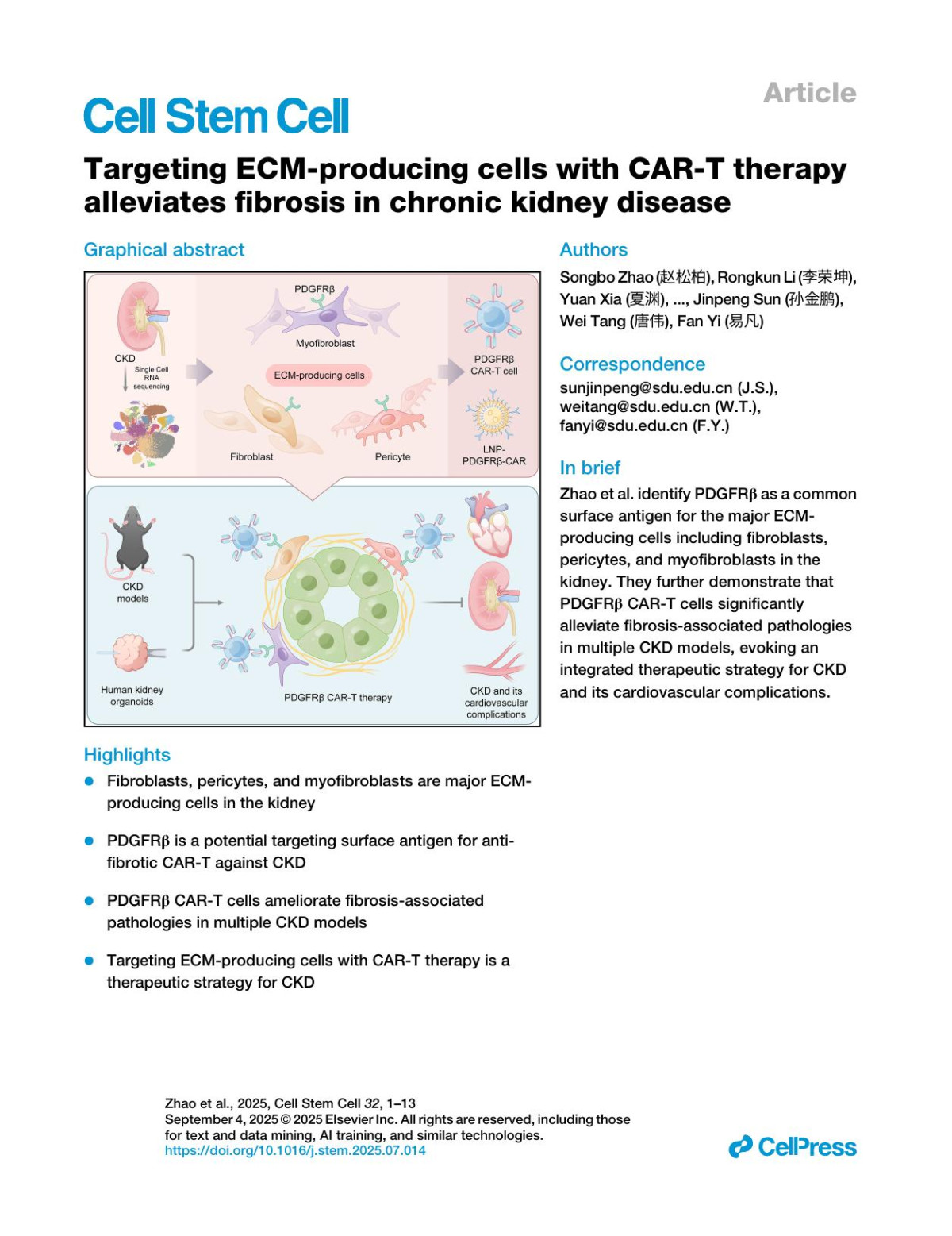 Targeting Ecmproducing Cells With Cart Therapyalleviates Fibrosis In Chronic Kidney Disease Songbo Zhao 赵松柏 Rongkun Li 李荣坤 Yuan Xia 夏渊 Xiaojie Wang 王晓杰 Zhiyong Liu 刘志勇 Qingqing Chu 褚晴晴 Jiman He 贺霁蔓 Jiaying Zhang 张嘉颖 Yixuan Guo 郭艺璇 Youzhao Wang 王友朝 Jichao Wu 吴继超 Yan Zhang 张艳 Ziying Wang 王姿颖
