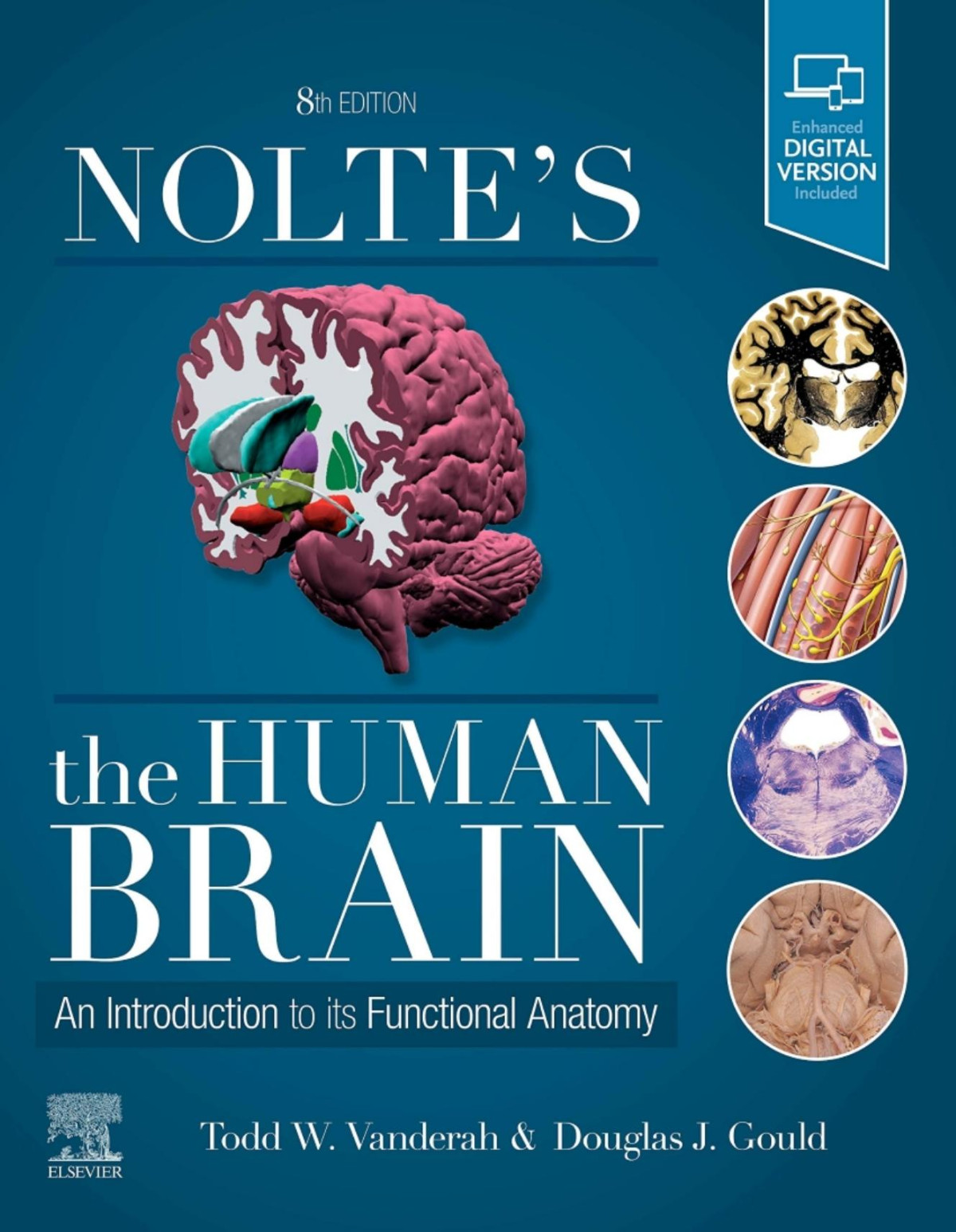Noltes The Human Brain 8th Edition Todd Vanderah Douglas J Gould