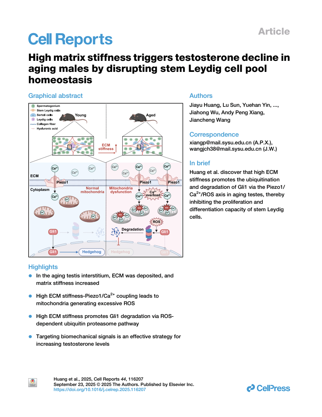 High Matrix Stiffness Triggers Testosterone Decline Inaging Males By Disrupting Stem Leydig Cell Poolhomeostasis Jiayu Huang Lu Sun Yuehan Yin Huan Yang Kaixuan Zeng Peng Huang Xiaomei Liang Jiahong Wu Andy Peng Xiang Jiancheng Wang
