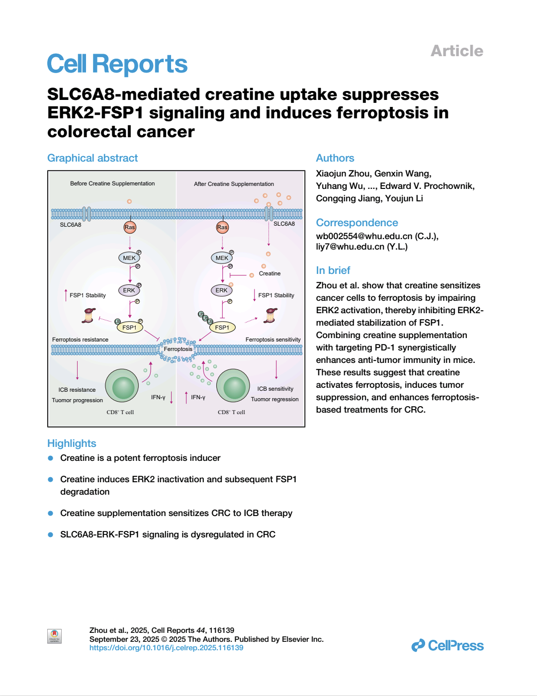 Slc6a8mediated Creatine Uptake Suppresseserk2fsp1 Signaling And Induces Ferroptosis Incolorectal Cancer Xiaojun Zhou Genxin Wang Yuhang Wu Mingzhi Wu Xiang Zhai Chenhui Tian Edward V Prochownik Congqing Jiang Youjun Li