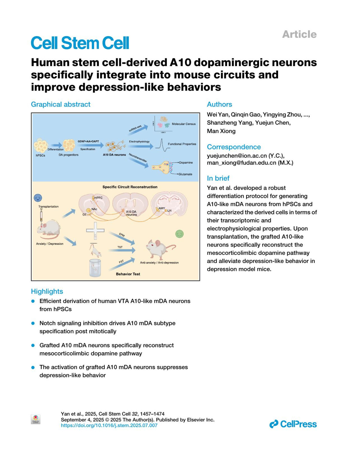 Human Stem Cellderived A10 Dopaminergic Neuronsspecifically Integrate Into Mouse Circuits Andimprove Depressionlike Behaviors Wei Yan Qinqin Gao Yingying Zhou Peibo Xu Ziyan Wu Tingli Yuan Lianshun Xie Zhiwen You Xinyue Zhang Ban Feng Shanzheng Yang Yuejun Chen Man Xiong