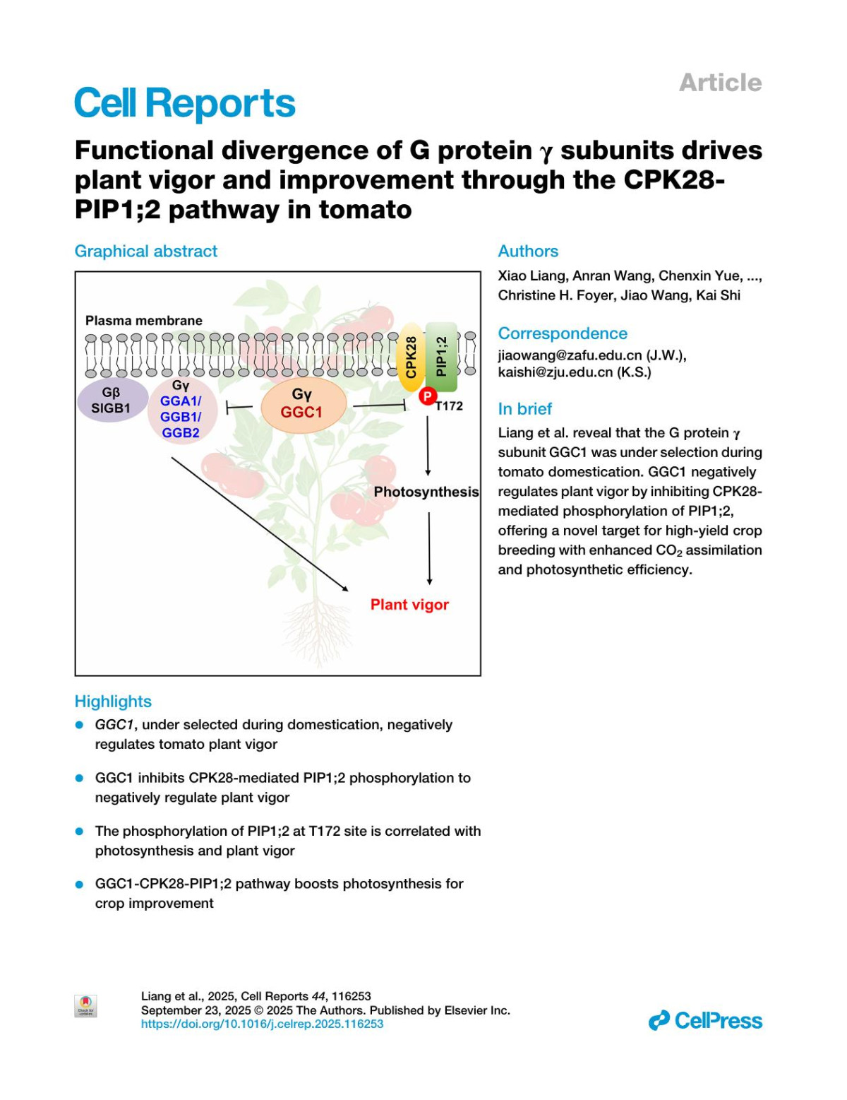 Functional Divergence Of G Protein γ Subunitsdrives Plant Vigor And Improvement Throughthe Cpk28pip12 Pathway In Tomato Xiao Liang Anran Wang Chenxin Yue Shuting Ding Shibo Zhou Qing Yu Xuanbo Zhang Qian Luo Yimei Li Yaoyao Wu Fangfang Li Pingfang Li Tongmin Zhao Pengxiang Fan Jie Zhou Jingquan Yu Christine H Foyer Jiao Wang Kai Shi