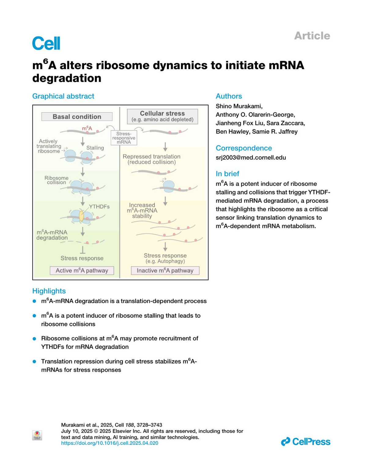 M6a Alters Ribosome Dynamics To Initiate Mrna Degradation Shino Murakami Anthony O Olareringeorge Jianheng Fox Liu Sara Zaccara Ben Hawley Samie R Jaffrey