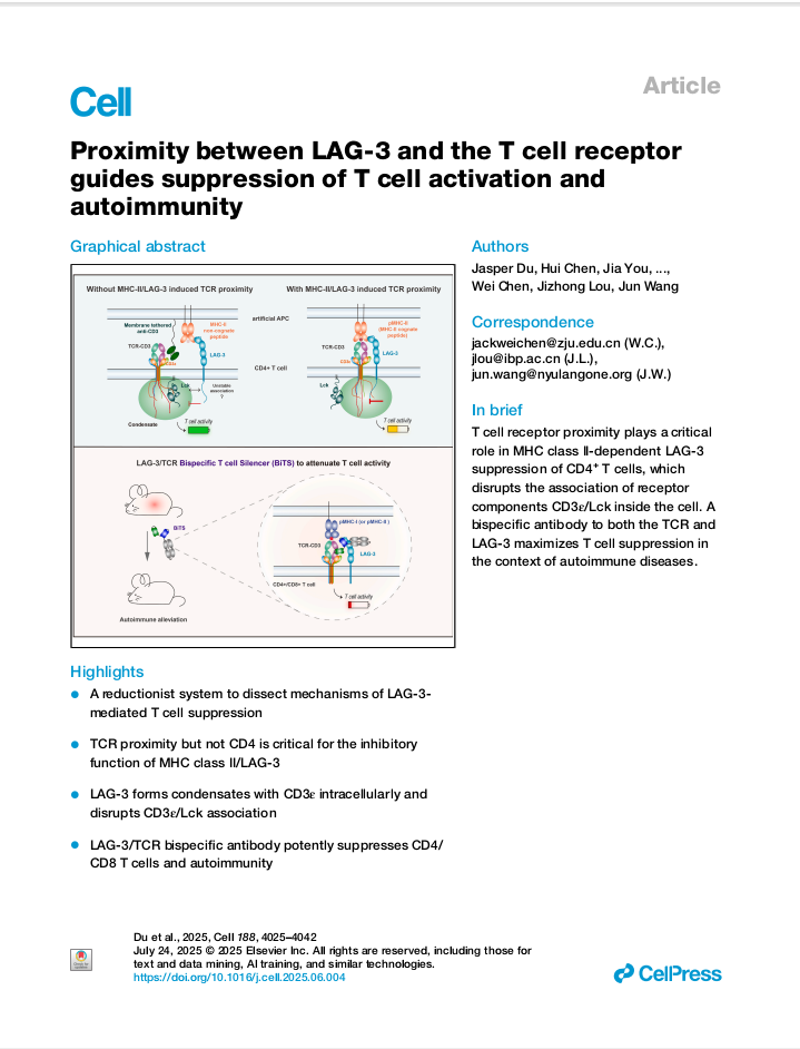Proximity Between Lag3 And The T Cell Receptor Guides Suppression Of T Cell Activation And Autoimmunity Jasper Du Hui Chen Jia You Wei Hu Jia Liu Qiao Lu Yong Zhang Jie Gao Mengju Lin Connor James Ryan Foster Eric Rao Michael Cammer Weiwei Yin Shohei Koide Catherine Peiju Lu Wei Chen Jizhong Lou Jun Wang