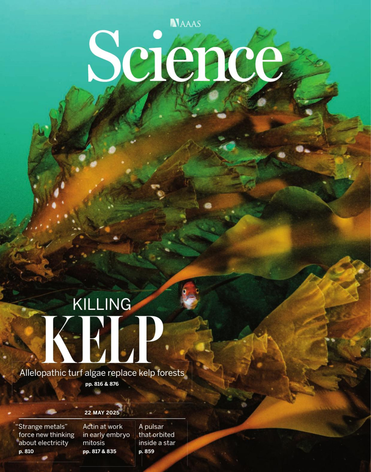 Science Volume 388 Issue 6749 22 May 2025 Killing Kelp 6749th Edition Science