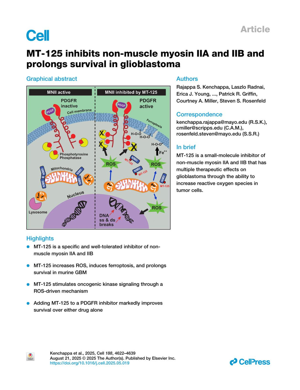Mt125 Inhibits Nonmuscle Myosin Iia And Iib Andprolongs Survival In Glioblastoma Rajappa S Kenchappa Laszlo Radnai Erica J Young Natanael Zarco Li Lin Athanassios Dovas Christian T Meyer Ashley Haddock Alice Hall Katalin Toth Peter Canoll Naveen Kh Nagaiah Gavin Rumbaugh Michael D Cameron Theodore