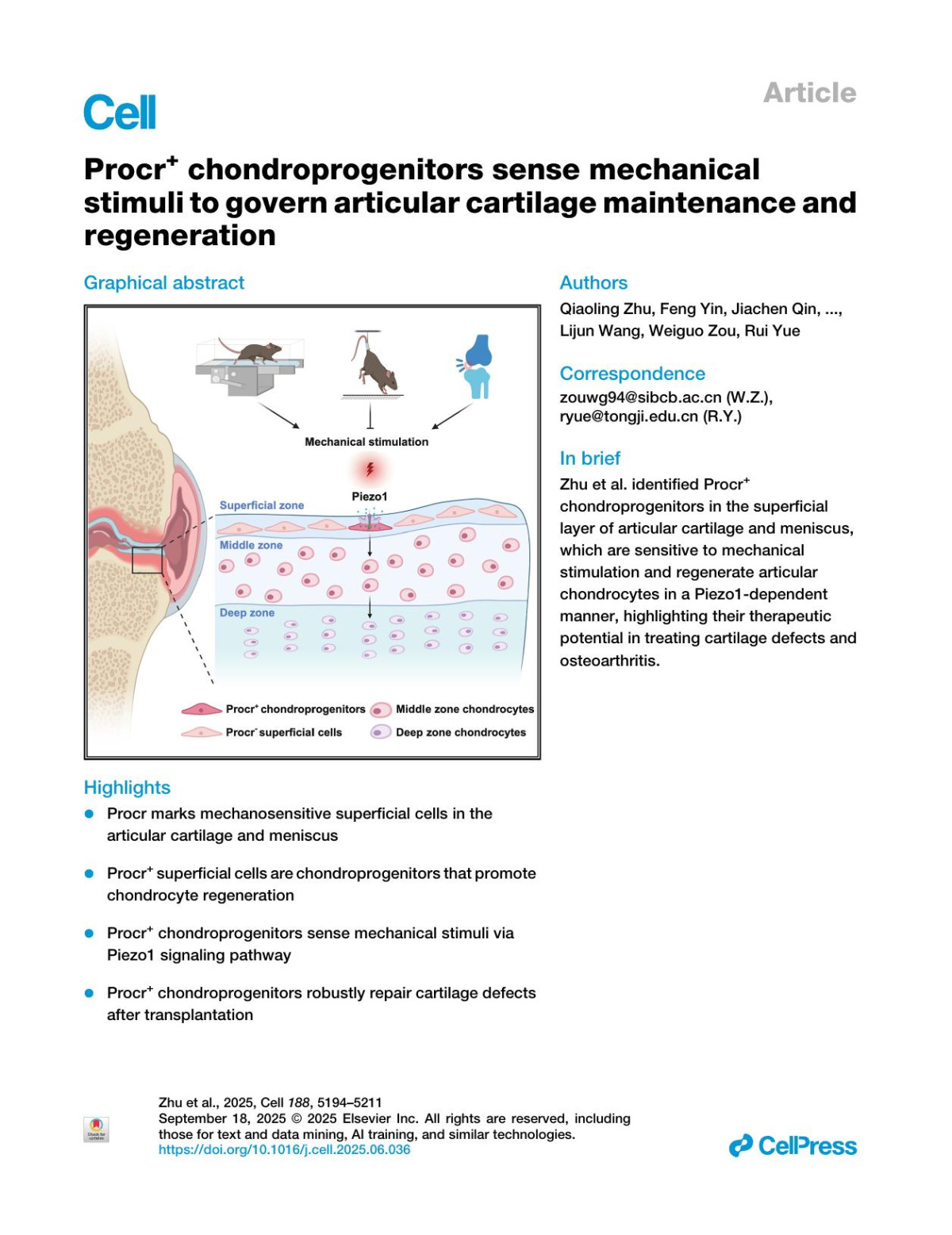 Procr Chondroprogenitors Sense Mechanical Stimuli To Govern Articular Cartilage Maintenance And Regeneration Qiaoling Zhu Feng Yin Jiachen Qin Wanyu Shi Yaojia Liu Yuanyuan Zhao Jianfang Wang Lei Zhang Aoyuan Fan Dandan Cao Qiqi Peng Bin Zhou Lijun Wang Weiguo Zou Rui Yue