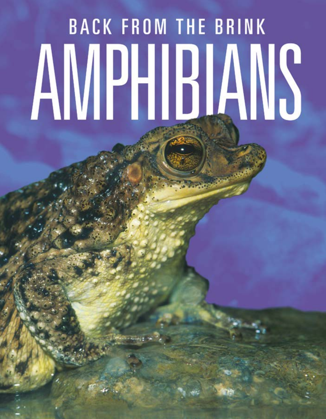 Amphibians Back From The Brink Joanne Mattern