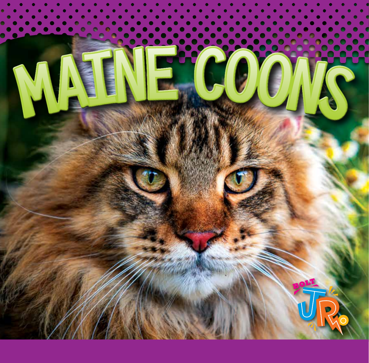 Maine Coons Marysa Storm