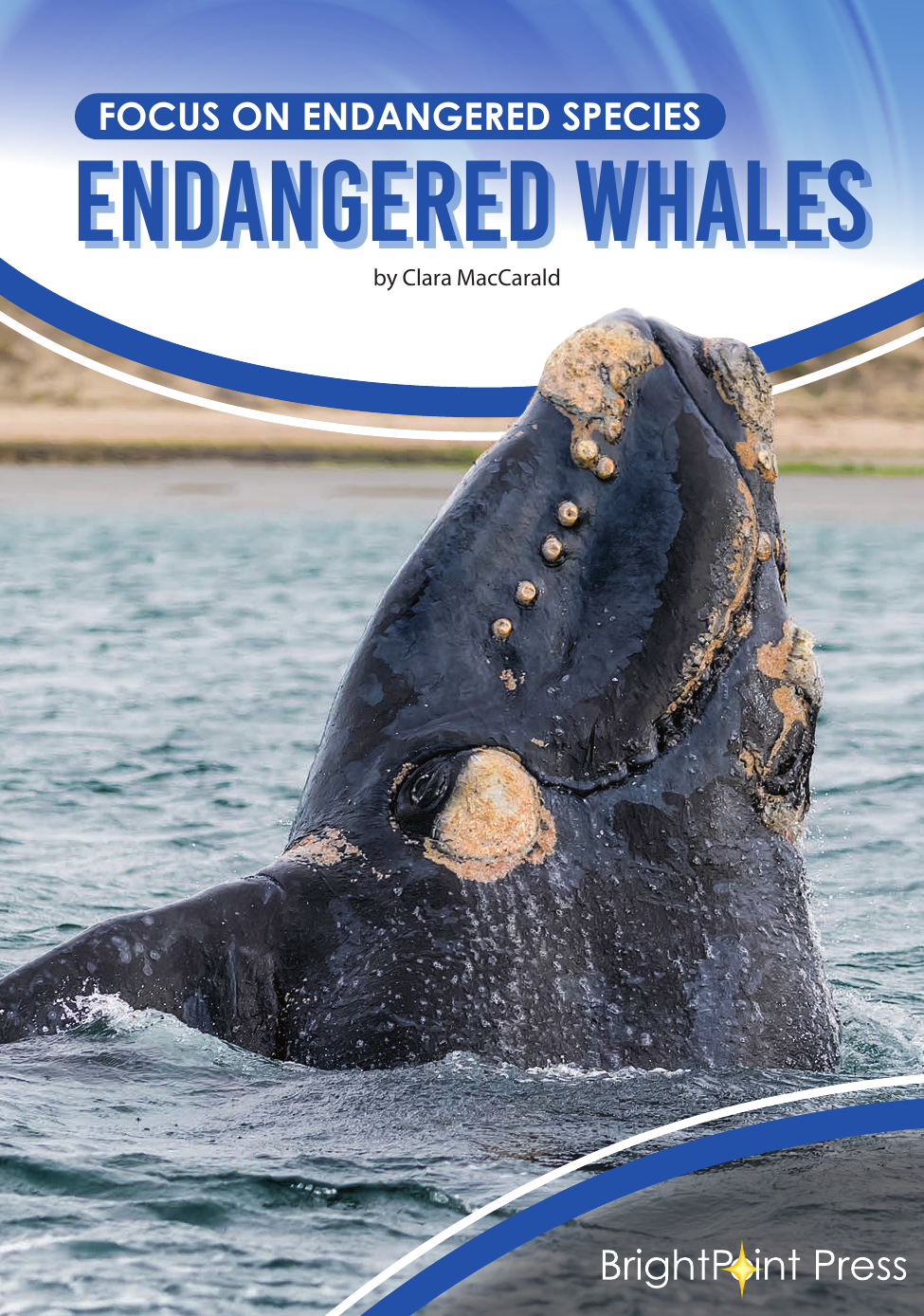 Endangered Whales Clara Maccarald