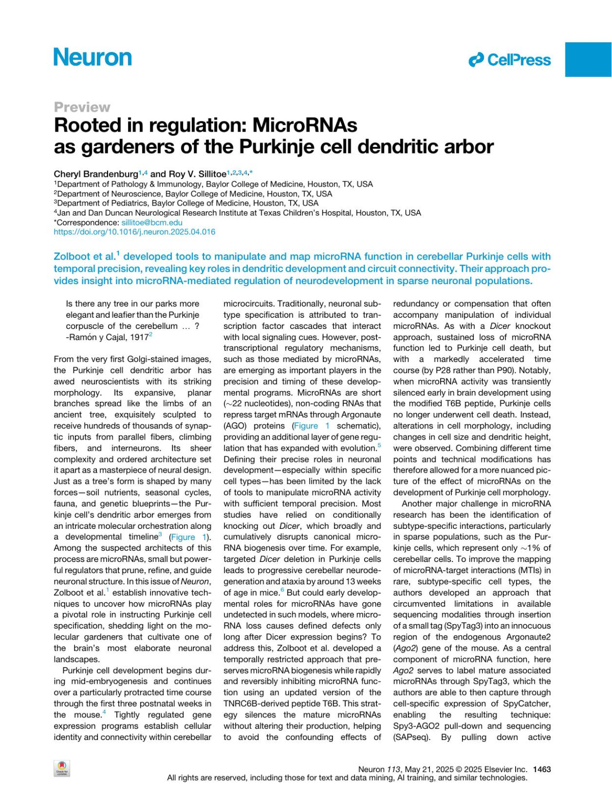 Rooted In Regulation Micrornas As Gardeners Of The Purkinje Cell Dendritic Arbor Cheryl Brandenburg Roy V Sillitoe