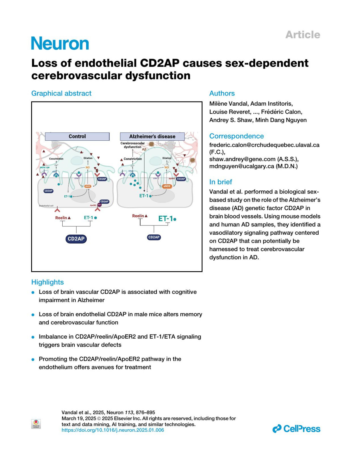 Loss Of Endothelial Cd2ap Causes Sexdependent Cerebrovascular Dysfunction Milène Vandal Adam Institoris Louise Reveret Ben Korin Colin Gunn Sotaro Hirai Yulan Jiang Sukyoung Lee Jiyeon Lee Philippe Bourassa Ramesh C Mishra Govind Peringod Faye Arellano Camille Belzil Cyntia Tremblay Mada Hashem