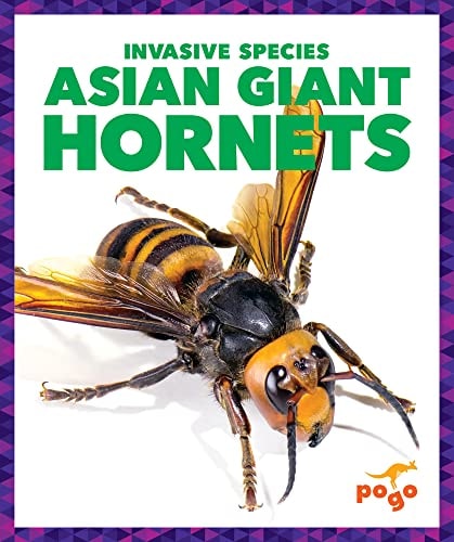 Invasive Species Asian Giant Hornets Alicia Z Klepeis