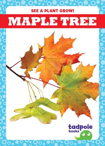 See A Plant Grow Maple Tree Charlie W Sterling