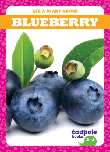See A Plant Grow Blueberry Charlie W Sterling
