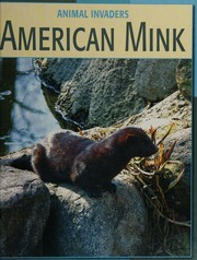 American Mink Gray Susan Heinrichs