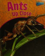 Ants Up Close Birch Robin