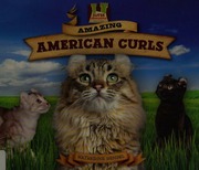 Amazing American Curls Hengel Katherine Doucet Bob Ill