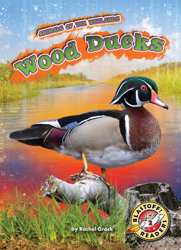 Wood Ducks Rachel Grack