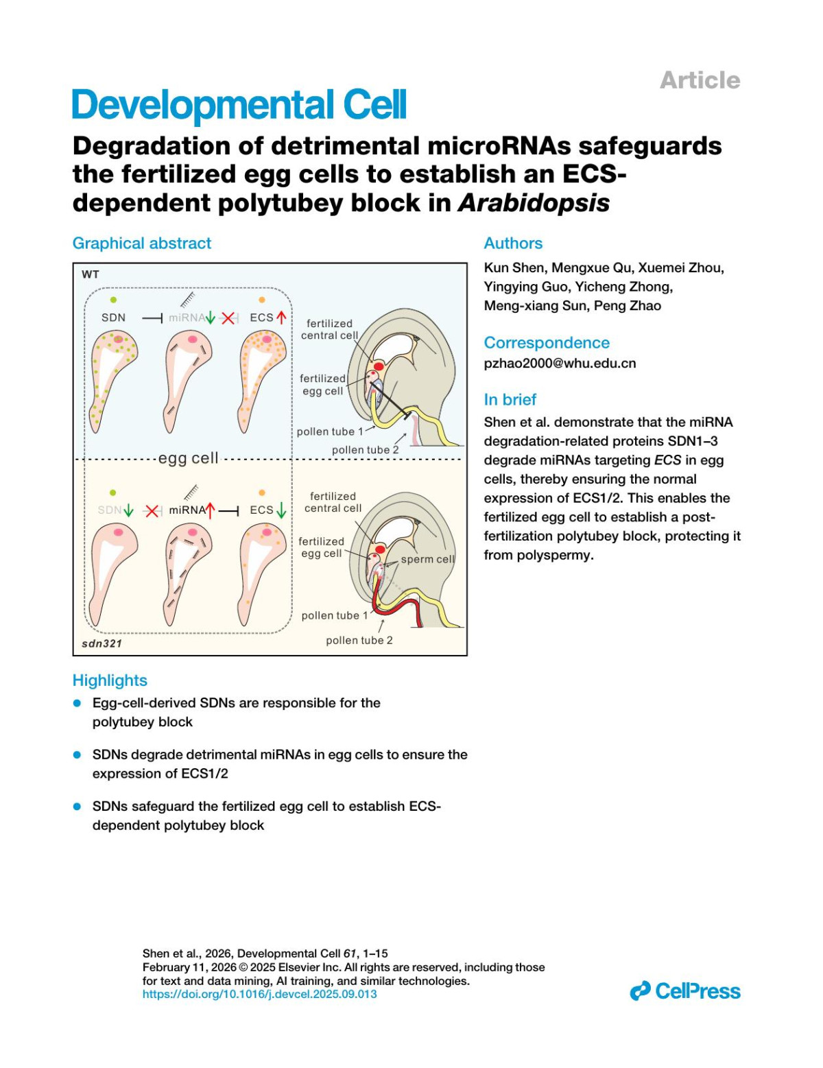 Degradation Of Detrimental Micrornas Safeguards The Fertilized Egg Cells To Establish An Ecsdependent Polytubey Block In Arabidopsis Kun Shen Mengxue Qu Xuemei Zhou Yingying Guo Yicheng Zhong Mengxiang Sun Peng Zhao