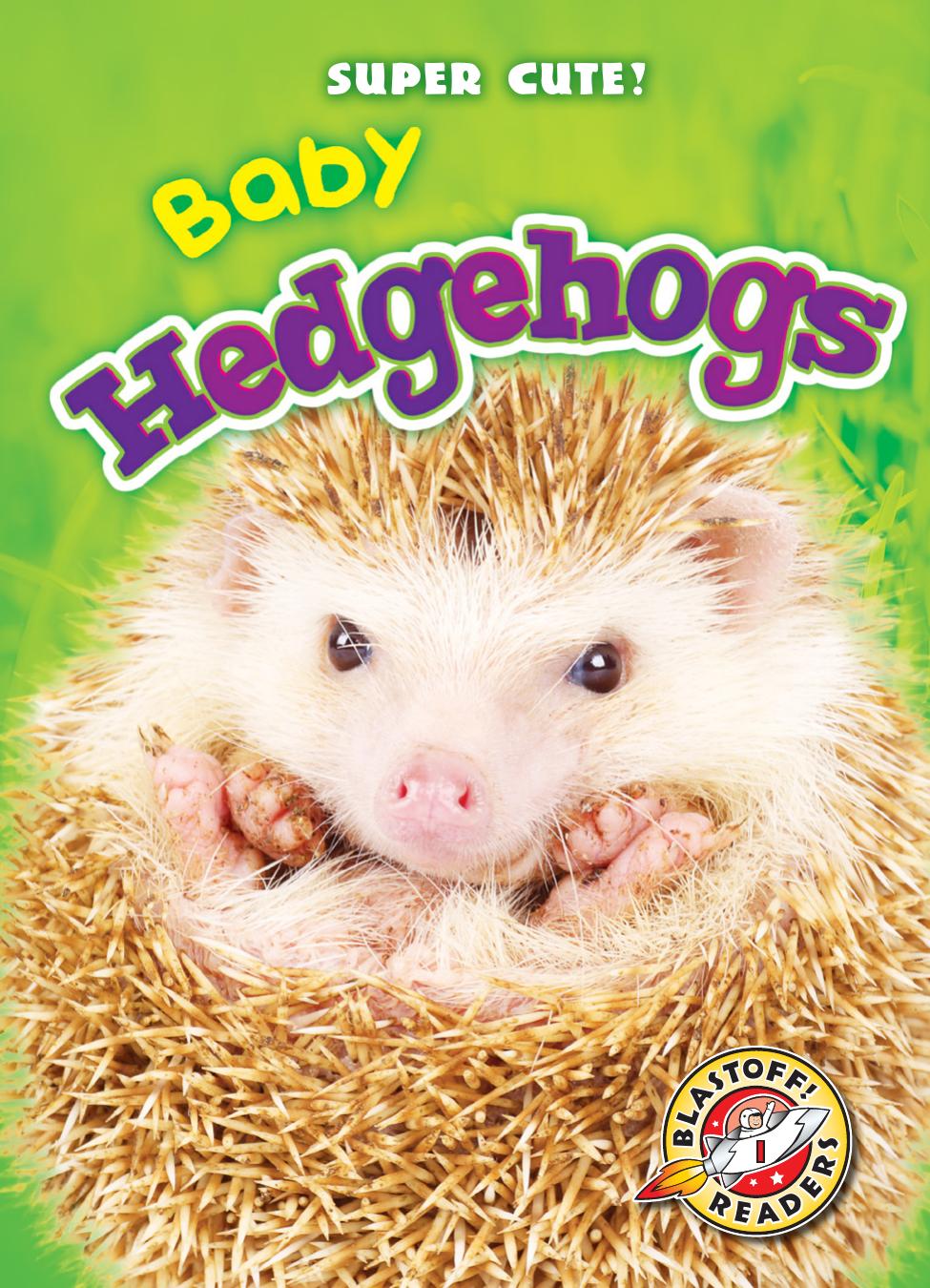 Super Cute Baby Hedgehogs Megan Borgertspaniol