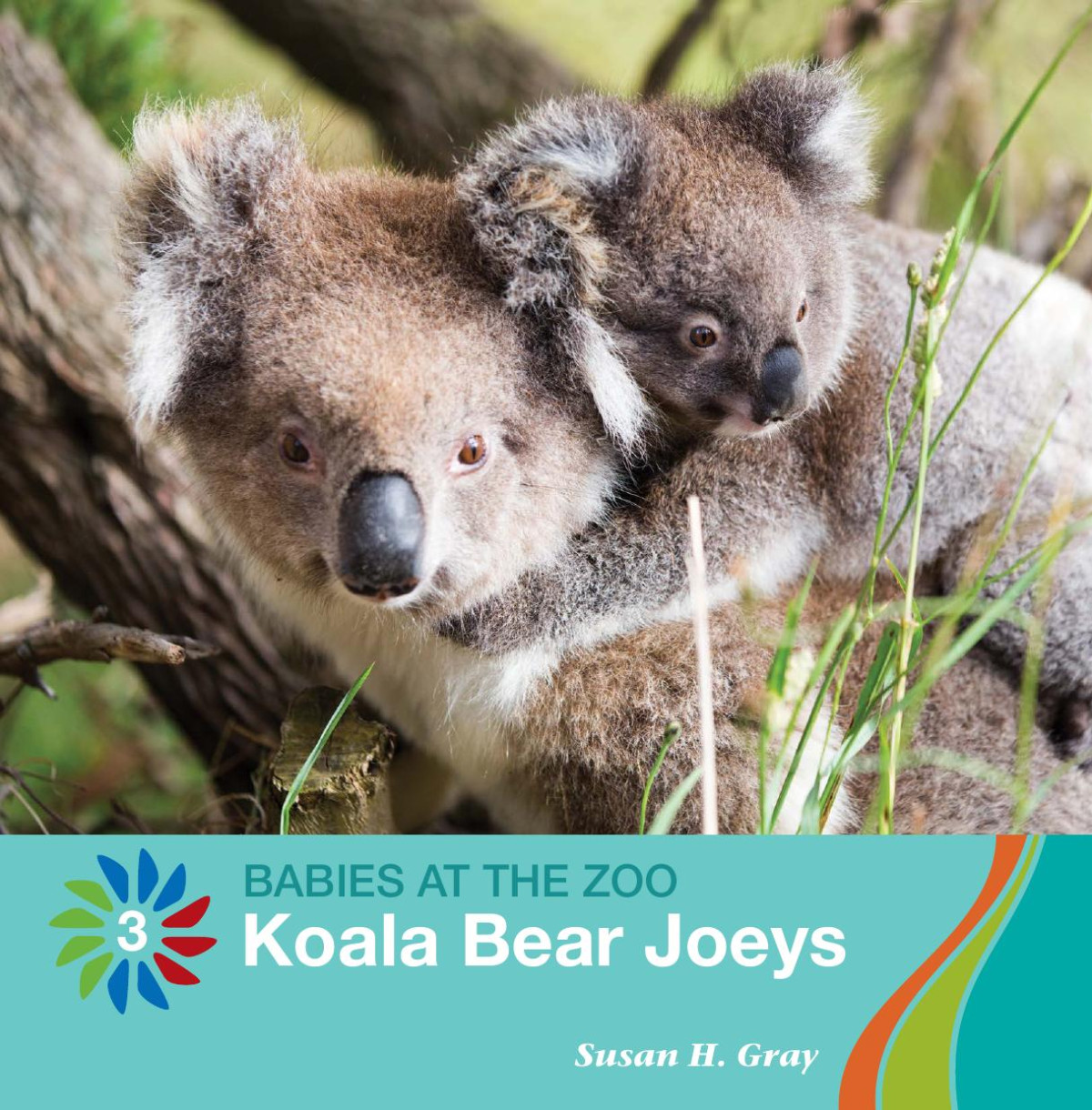 Koala Bear Joeys Susan H Gray