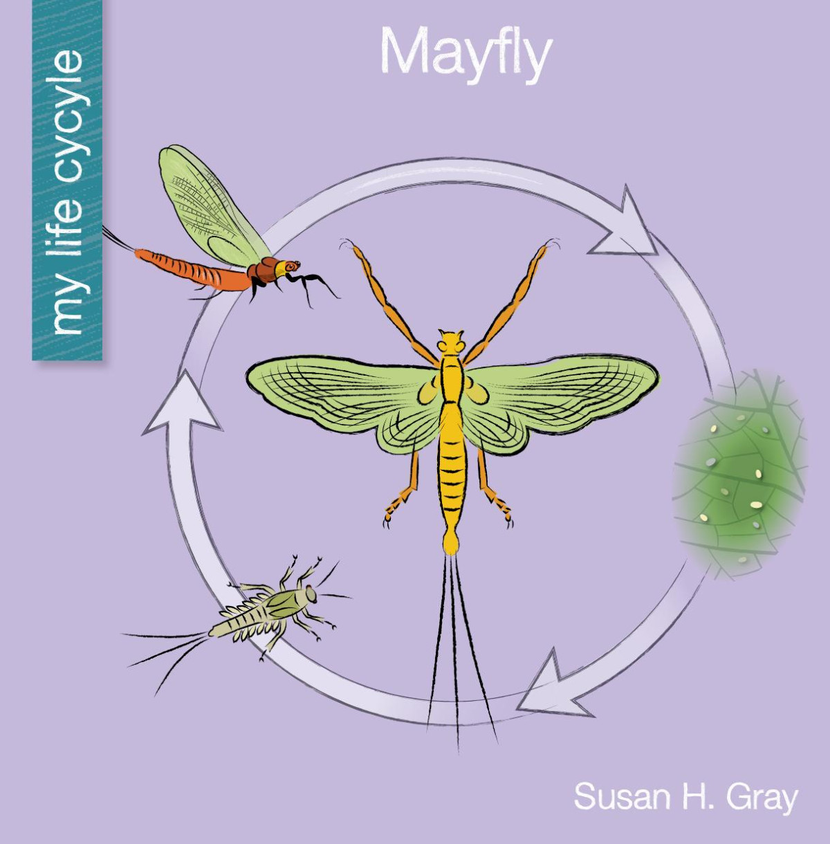 Mayfly Susan H Gray
