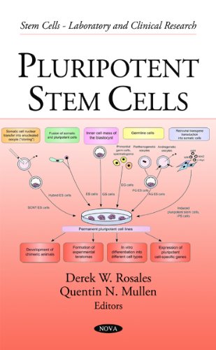 Pluripotent Stem Cells Stem Cells Laboratory And Clinical Research 1st Edition Derek W Rosales