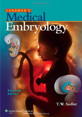 Langmans Medical Embryology 11th Edition 11th Edition Thomas W Sadler
