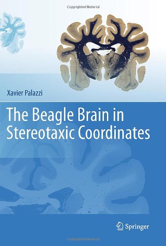 The Beagle Brain In Stereotaxic Coordinates 1st Edition Xavier Palazzi Auth