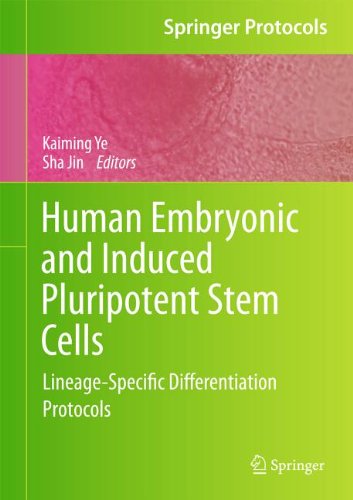 Human Embryonic And Induced Pluripotent Stem Cells Lineagespecific Differentiation Protocols 1st Edition Dongyoun Hwang Auth