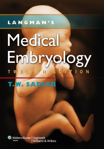 Langmans Medical Embryology 12th Edition 12th Edition Thomas W Sadler Phd
