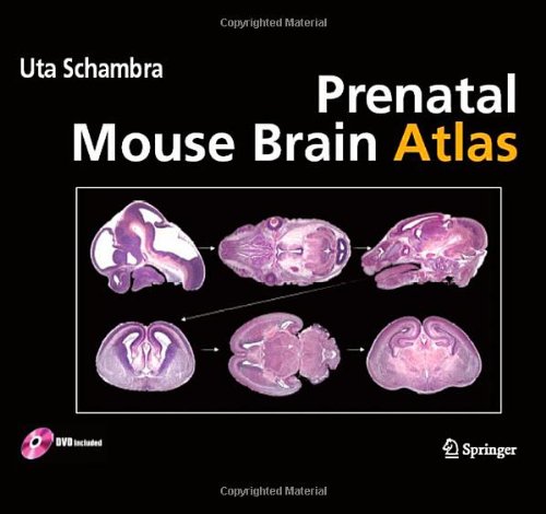 Prenatal Mouse Brain Atlas 1st Edition Uta B Schambra