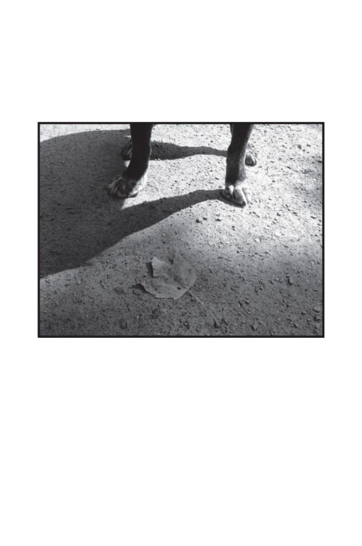Good Boy My Life In Seven Dogs Jennifer Finney Boylan Boylan