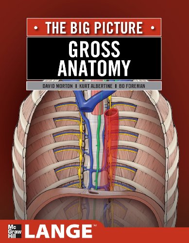 Gross Anatomy The Big Picture 1st Edition David Morton K Bo Foreman
